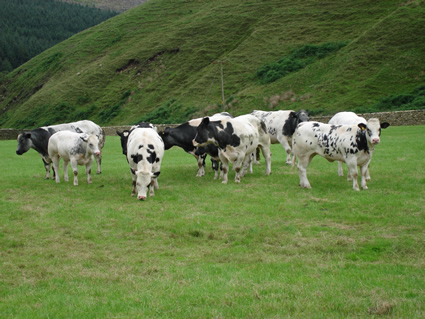 The pedigree cows and heifers